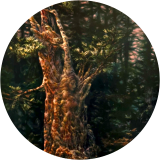 Forest Visions