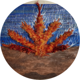  Burning Bush