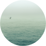 Seagull over the Atlantic