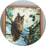 Long-eared Owl, Summer