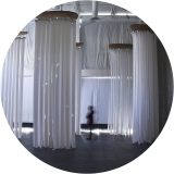 Toilet Paper Forest