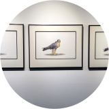 Falco's Regard (Triptych)