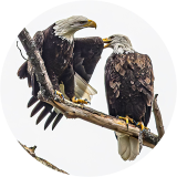 The Bald Eagle an American Icon
