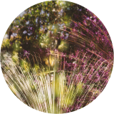 ARIDUM