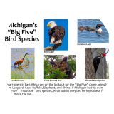 Michigan's "Big Five" Bird Species