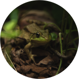 Just a Little Guy