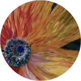 The Bloom
