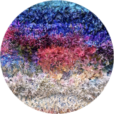 Corals Alive & Dying