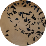 Murmuration