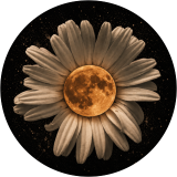     Still, It Bloomed