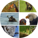 Pictorial Passages II