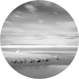 Lake Michigan Beachcombers