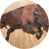 AMERICAN BISON