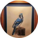 Blue Jay