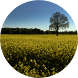 Mustard Field and White Oak
