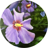 Flowering Rose of Sharon Hibiscus