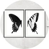 Sight of two Swallowtails