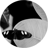 Heliconius (The Mimic)