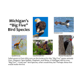 Michigan's "Big Five" Bird Species