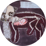 Dissection of my best friend