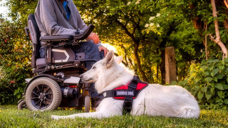 Rollx vans service dog sponsor