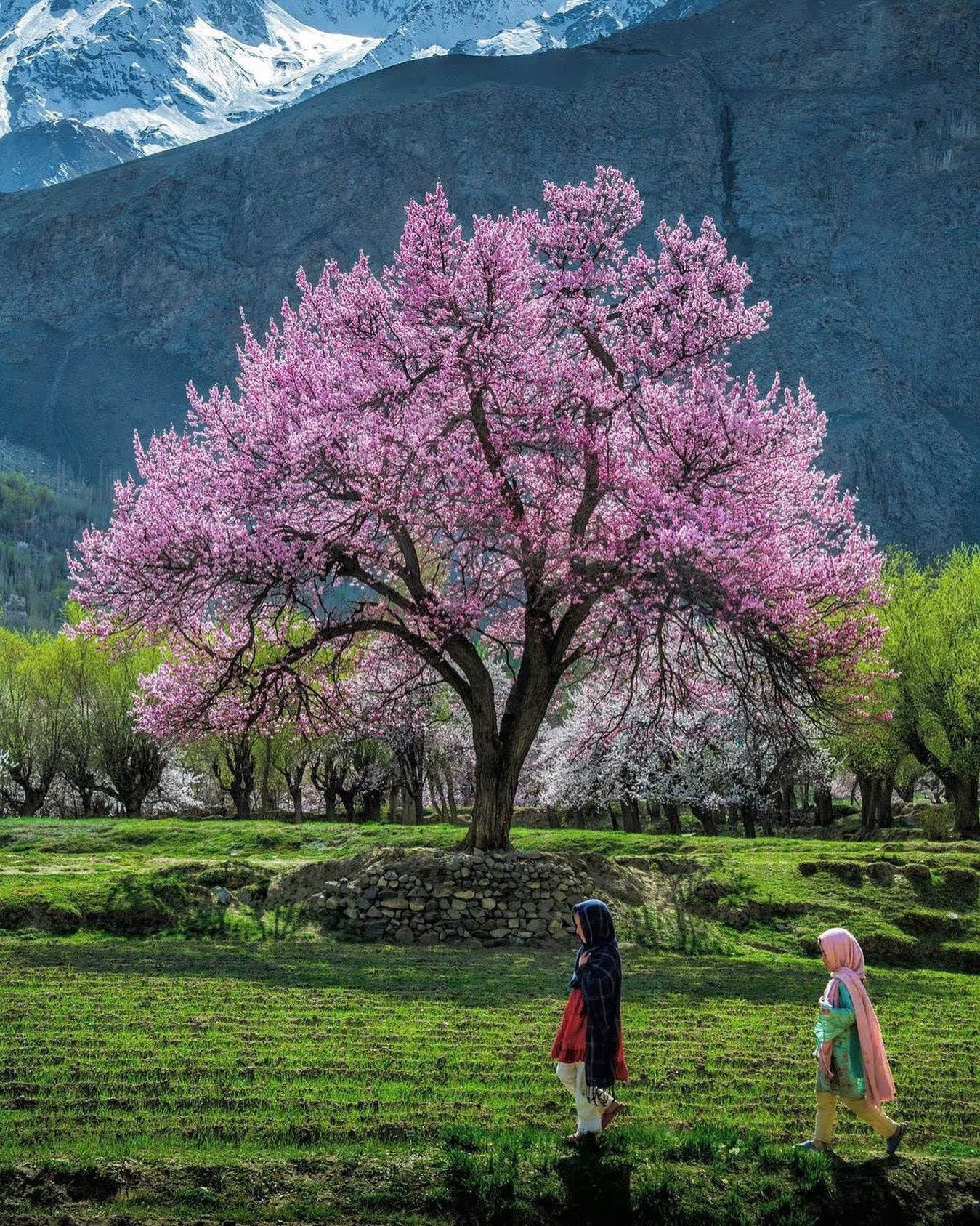 Spring