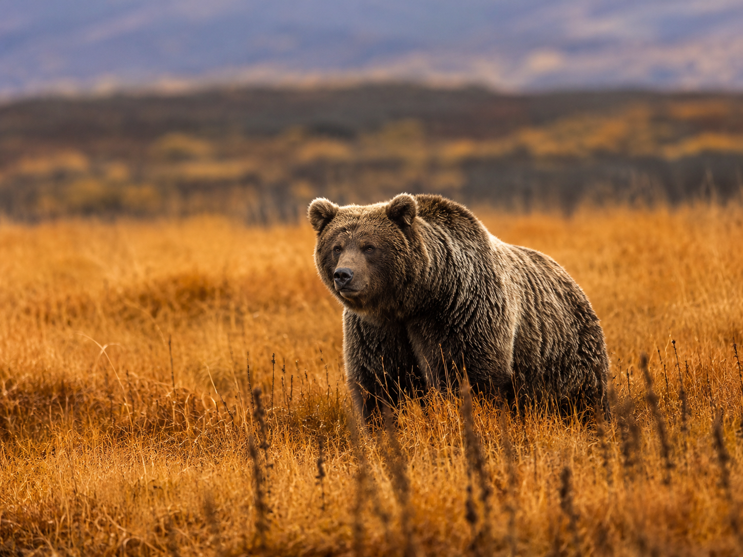 Deosai's Brown Bear: 19 Left in 1993, Now a Fragile 77