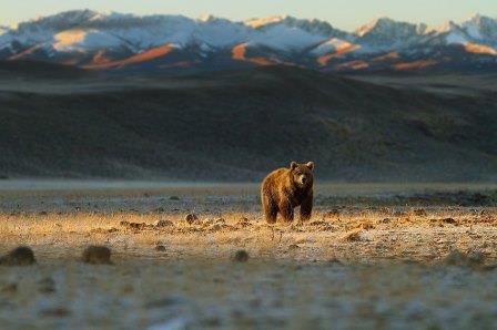 The Bear That Predates Every Other Brown Bear