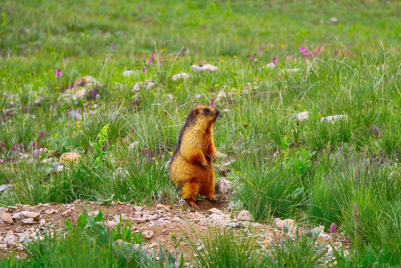 Marmots: The Bear's Primary Food Source Here