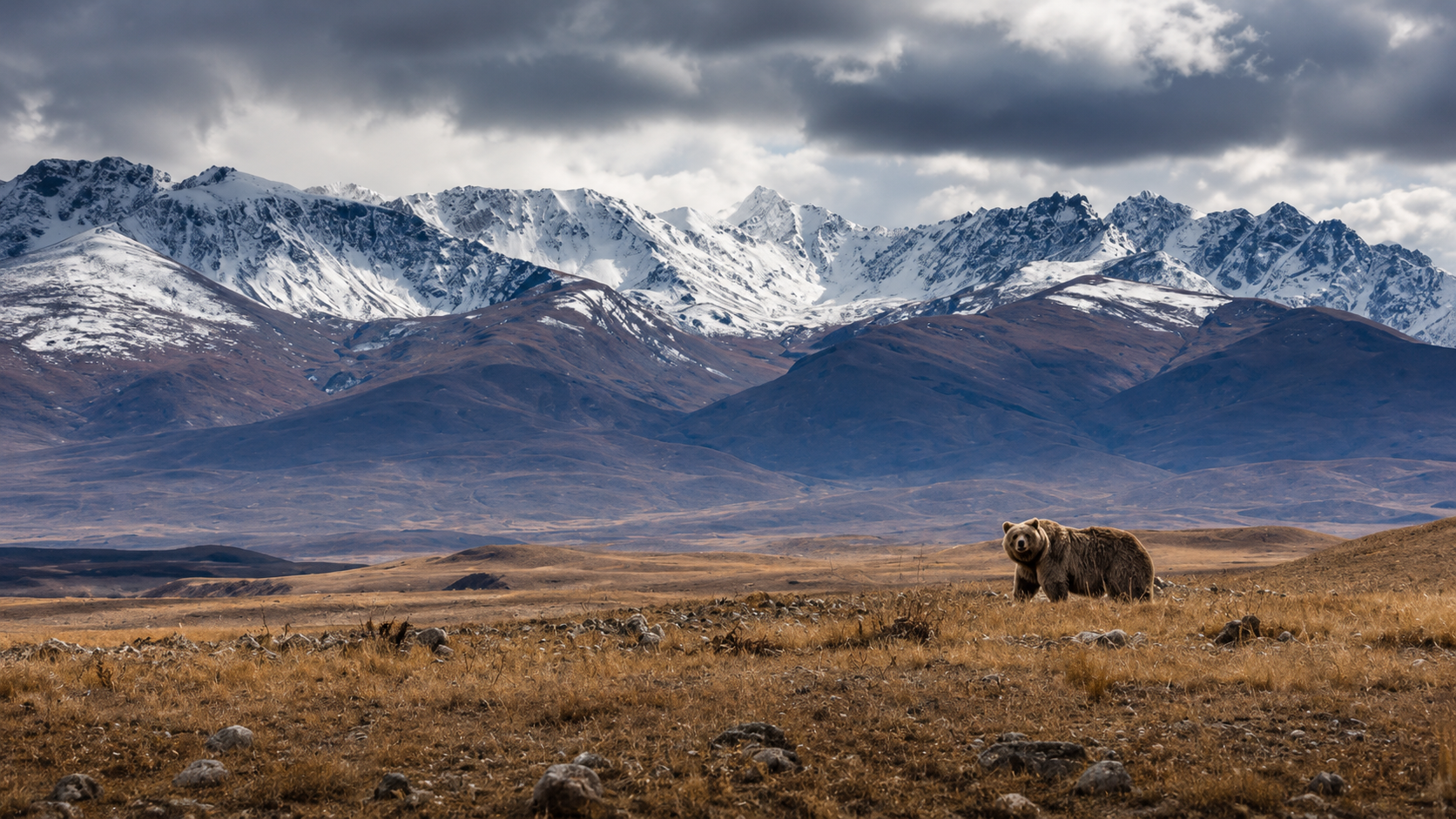 Sadpara Herders and the Bear Don't Agree