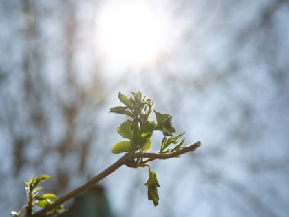 6 и 7 июня будут самыми жаркими днями месяца на Ставрополье