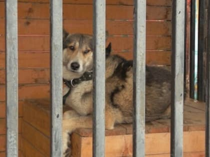 В Благодарненском муниципальном округе появится модульный пункт временного содержания животных без владельцев для единовременного содержания 80 собак и 20 кошек