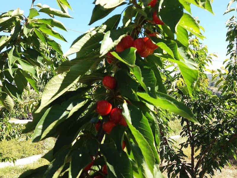 Cerezas de Montanya Coop