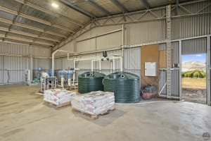 GV Flowers - Asiatic Lilies specialist