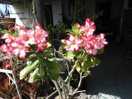 A1tlbavnz1ssxxorrzhv