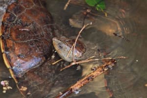 The closest Wet Tropics World Heritage river-based experience to Cairns