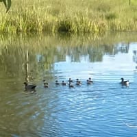 NATURES ENGINEERING WONDER PLANT