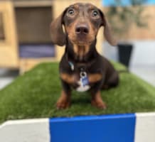 Luxury Dog Grooming Salon and Dog Daycare Centre – Camden, NSW