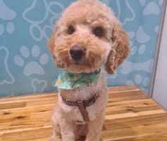 Dog Cafe and Spa - Moonee Beach, NSW