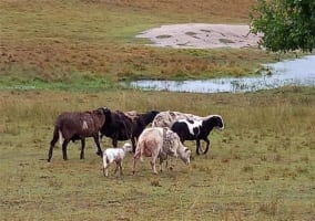 NATURES ENGINEERING WONDER PLANT