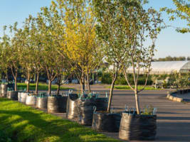 Profitable Regional Nursery | Semi-Passive Operation | Central Victoria