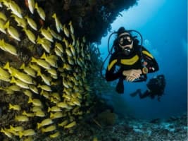 Premium Dive Tourism Business for Sale