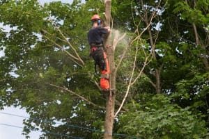 Proven Arboriculture Business with Management Potential