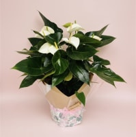 Online, Home-Based Plant and Gift Shop/ Florist Business for Sale