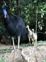 The closest Wet Tropics World Heritage river-based experience to Cairns
