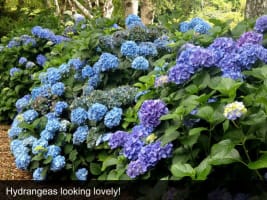 HERITAGE SEED BANK and OPEN GARDEN