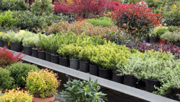 Profitable Regional Nursery | Semi-Passive Operation | Central Victoria
