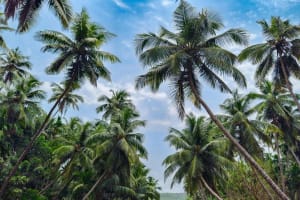 Exotic Wholesale Nursery  Sunshine Coast | Proj. Profit $344,750