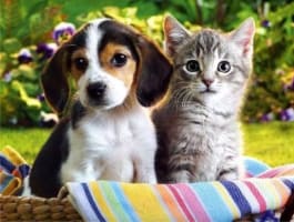 "SPECIALIST PET WELLNESS & NATURAL NUTRITION BUSINESS ESTABLISHED BRAND WITH EXCITING GROWTH POTE...