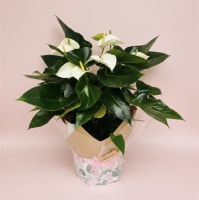 Online, Home-Based Plant and Gift Shop/ Florist Business for Sale